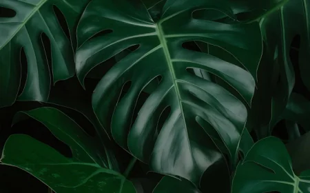 Bunch monstera leaves photo free download