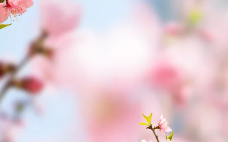 Spring blooming cherry stock photo
