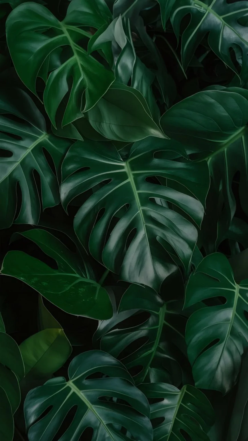 Bunch monstera leaves photo free download