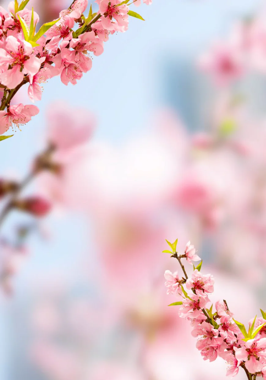 Spring blooming cherry stock photo
